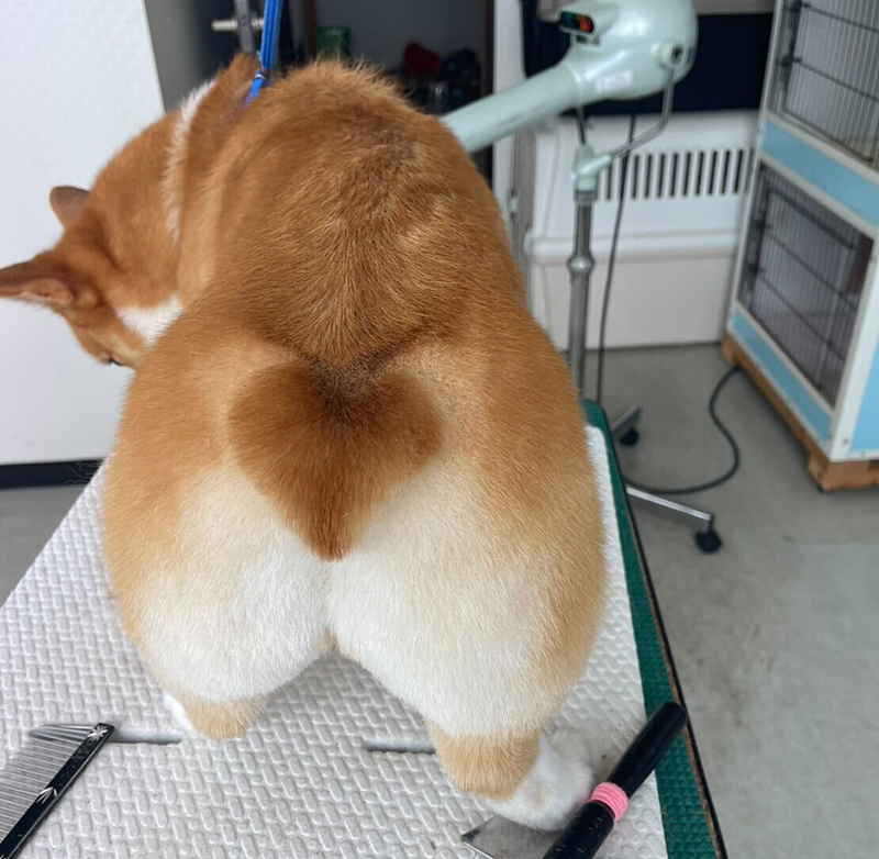 のんちゃん