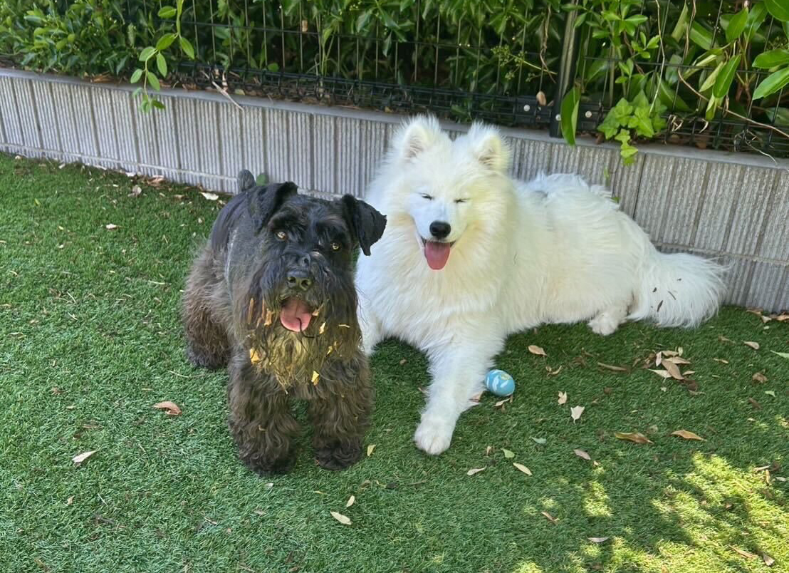 dog salon sui